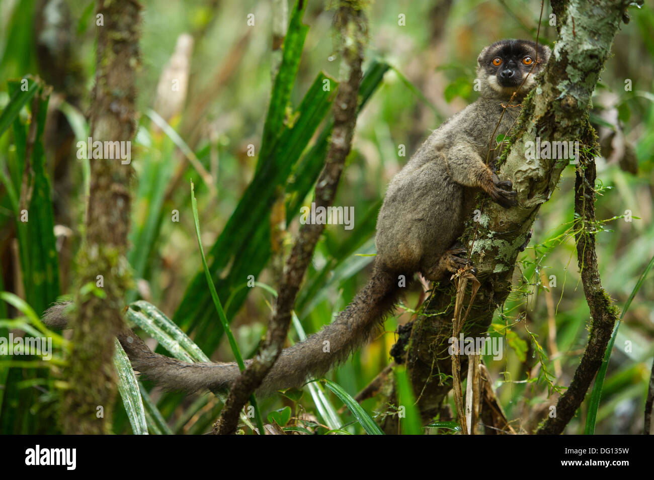 Brown lemur, Eulemur fulvus, Analamazaotra Special Reserve, Andasibe Mantadia National Park, Madagascar Stock Photo