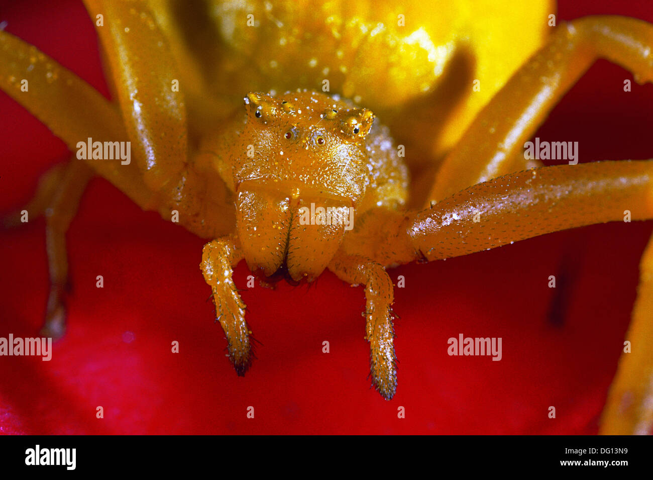 Crab Spider (Thomisus onustus Stock Photo Alamy