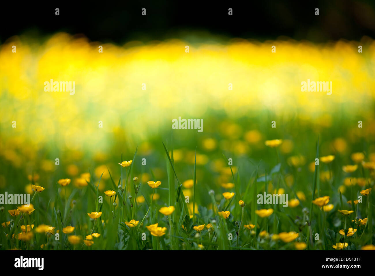 A woodland area of wild yellow buttercups in Cheshire, UK. Stock Photo