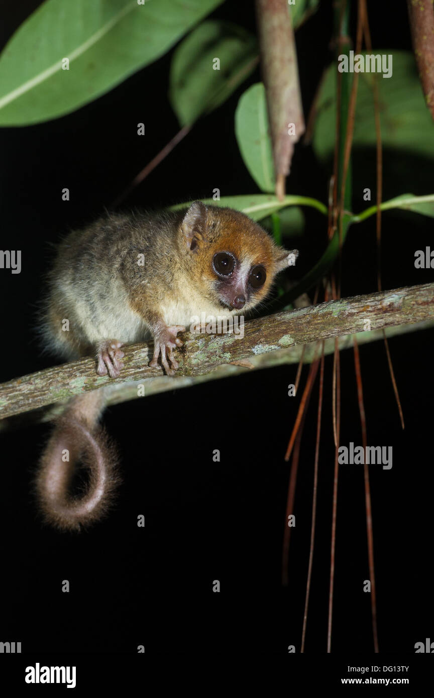Goodman S Mouse Lemur Microcebus Lehilahytsara Analamazaotra Special Reserve Andasibe Mantadia National Park Madagascar Stock Photo Alamy