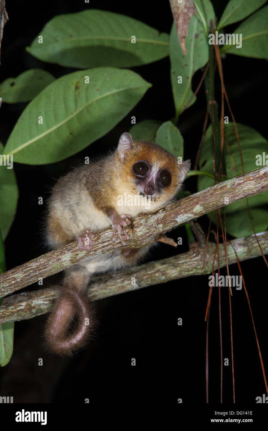 Goodman's mouse lemur (Microcebus lehilahytsara), Analamazaotra Stock
