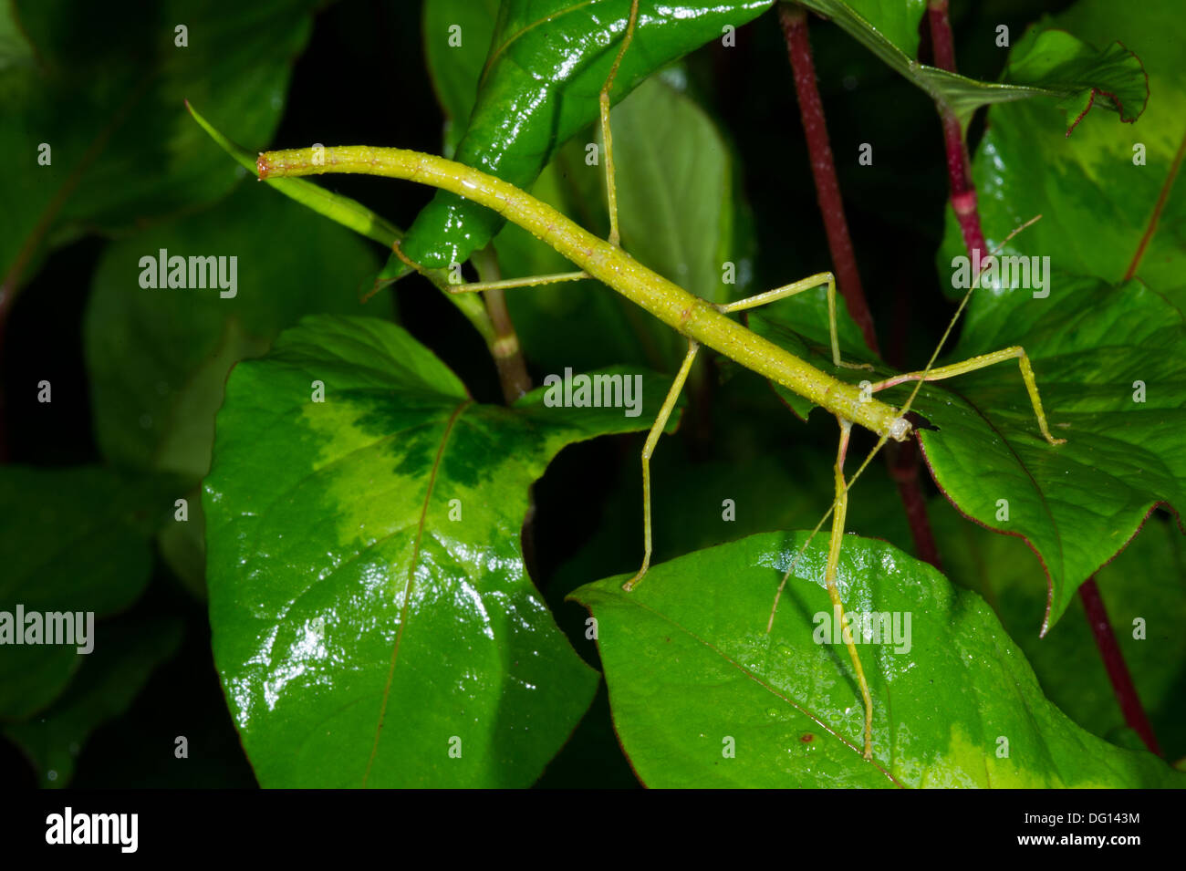 Stick insects madagascar hi-res stock photography and images - Alamy