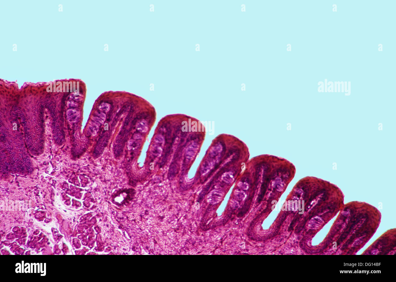 Taste Buds Papillae 100 X Taste Tongue Epithelium Tissue Optical Microscope DG14BF 