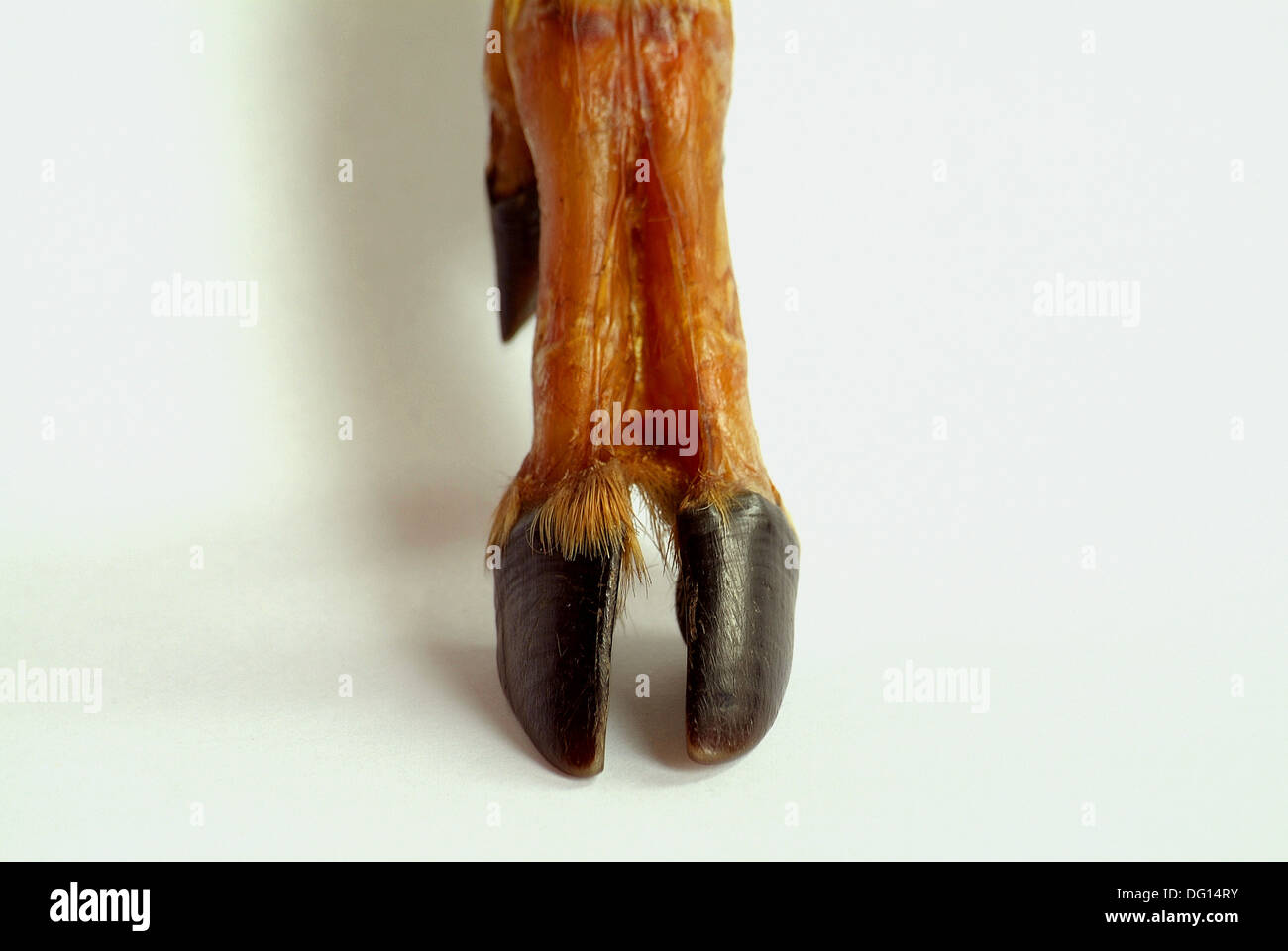 Cloven hoof, Artiodactyla, deer anatomy, zoology, mastozoology Stock