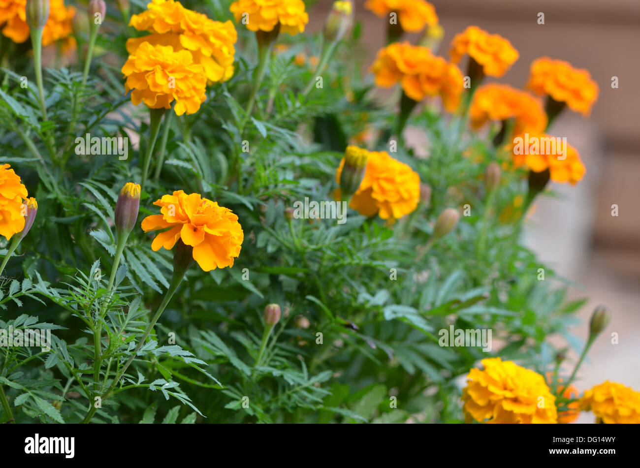 Marigolds flower border hires stock photography and images Alamy