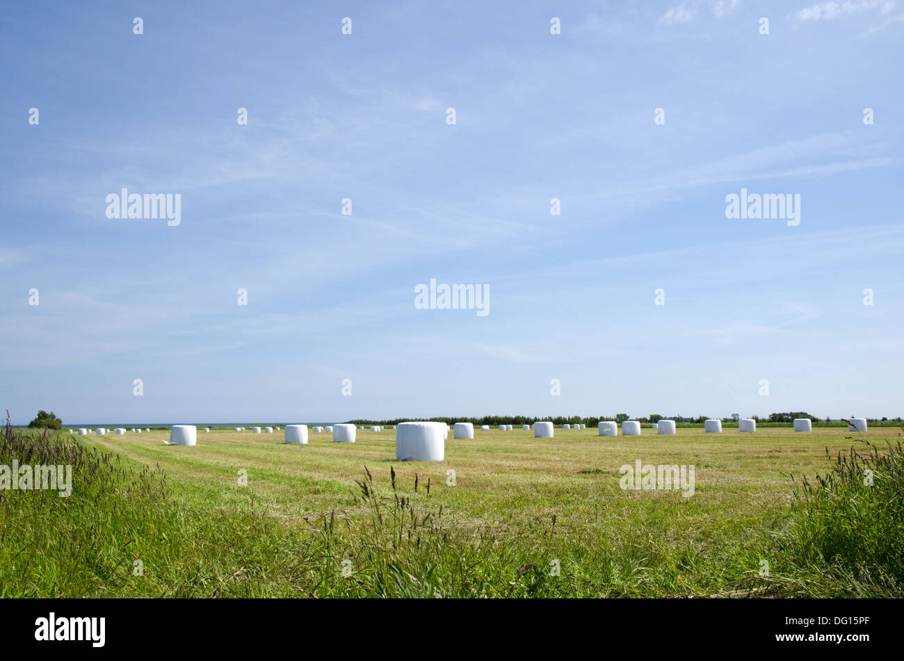 Field of plastic bales Stock Photo