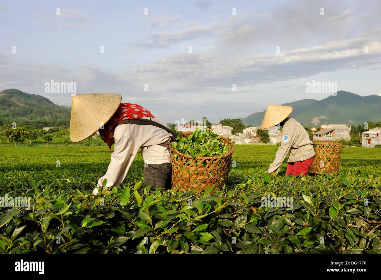 Manual harvest hires stock photography and images Alamy