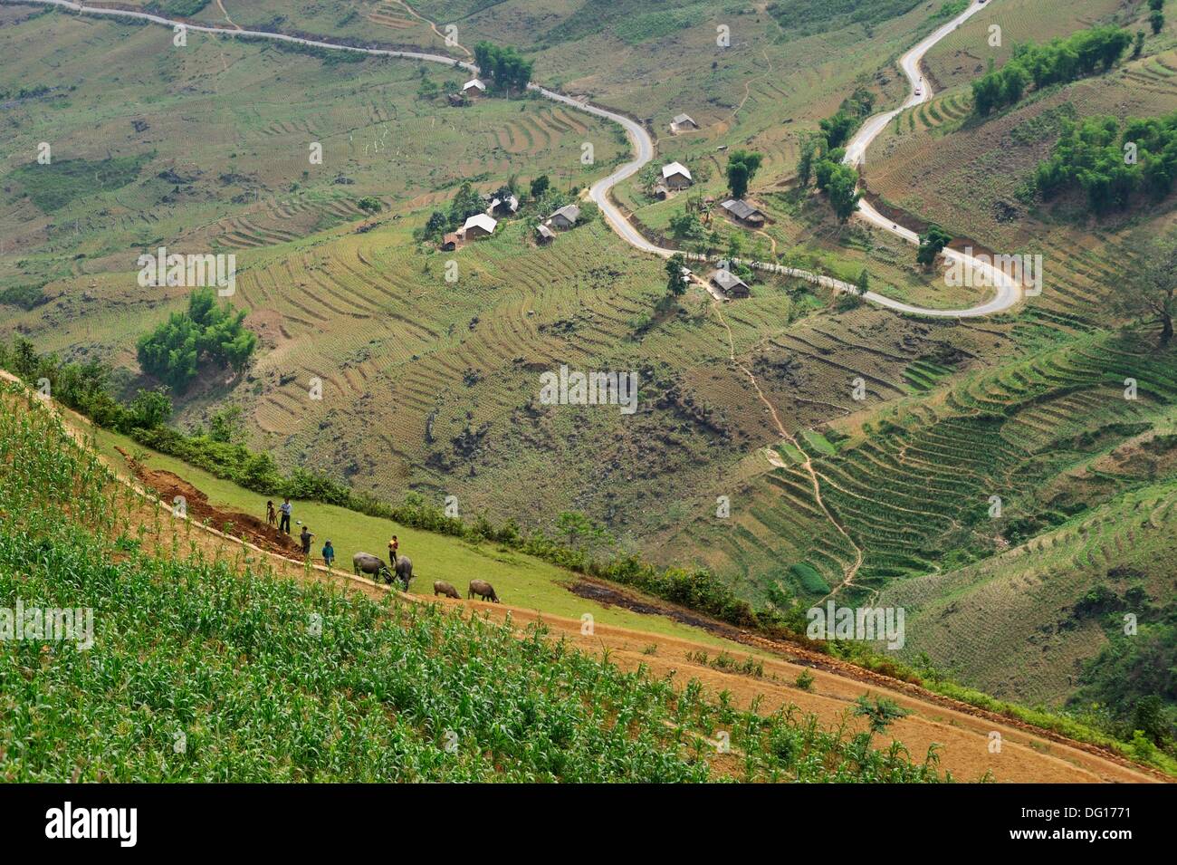 terraced farmland, Ha Giang province, northern Vietnam, southeast asia