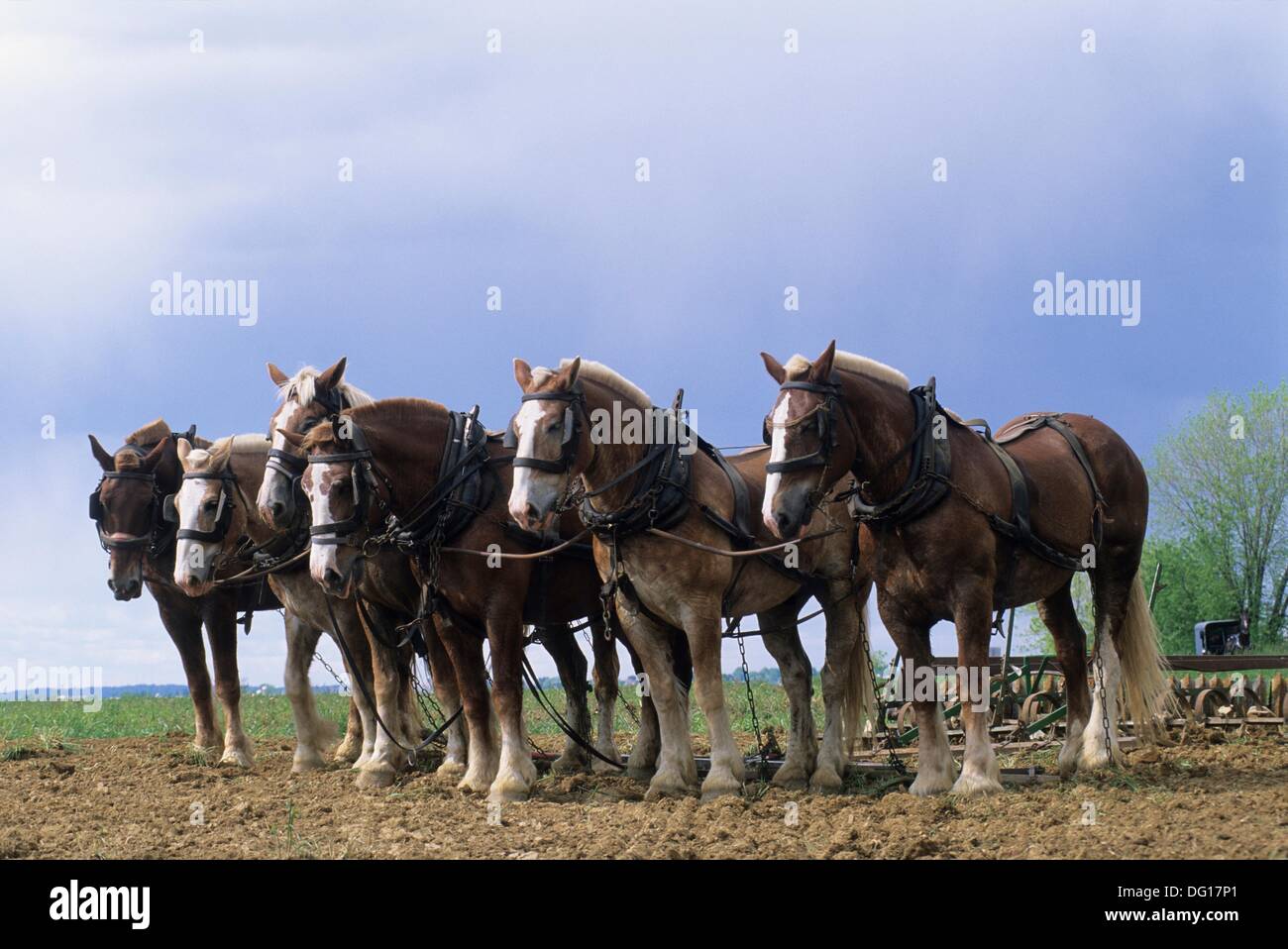Plow horses hires stock photography and images Alamy