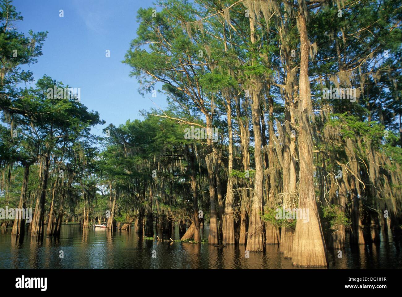 Atchafalaya Basin, Henderson, Louisiana, United States of America Stock