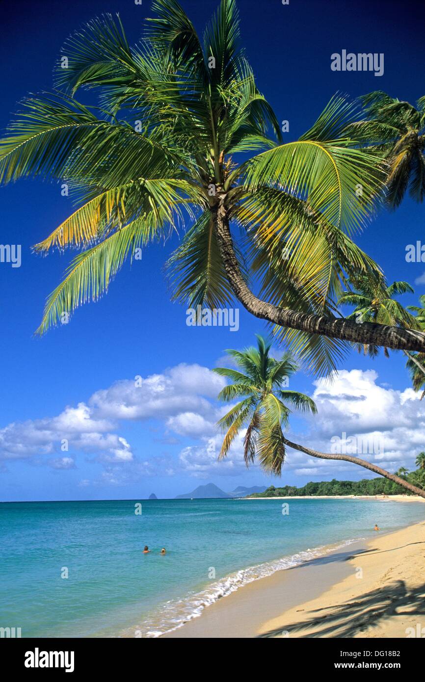 plage de la Grande Anse des Salines, SainteAnne Ile de la Martinique