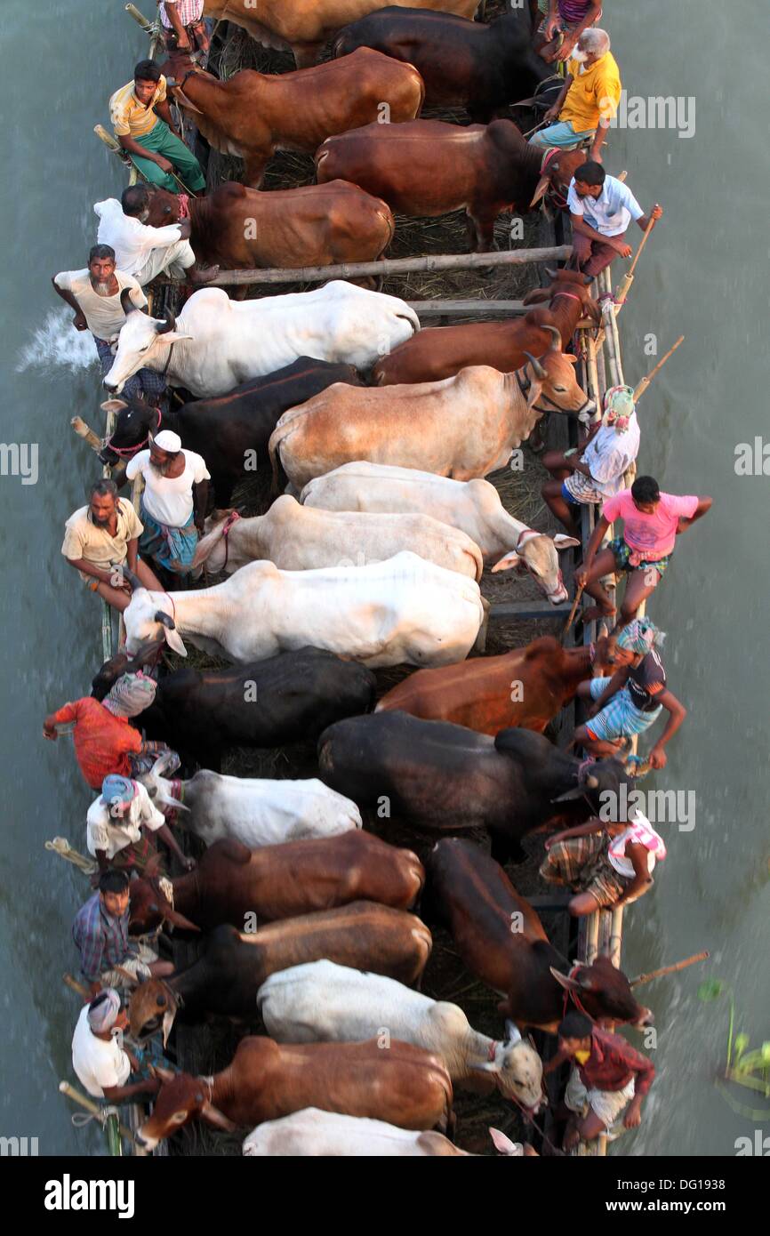 Cattle Slaughter Stock Photos & Cattle Slaughter Stock 