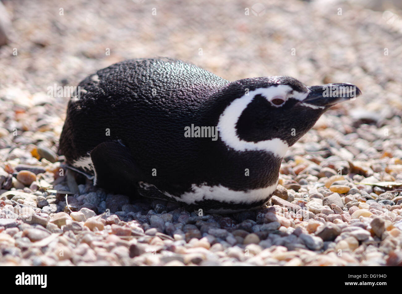 Magellanic penguin (Spheniscus magellanicus) Stock Photo