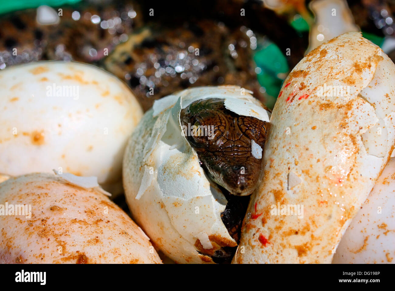 Crocodile egg hatch hi-res stock photography and images - Alamy
