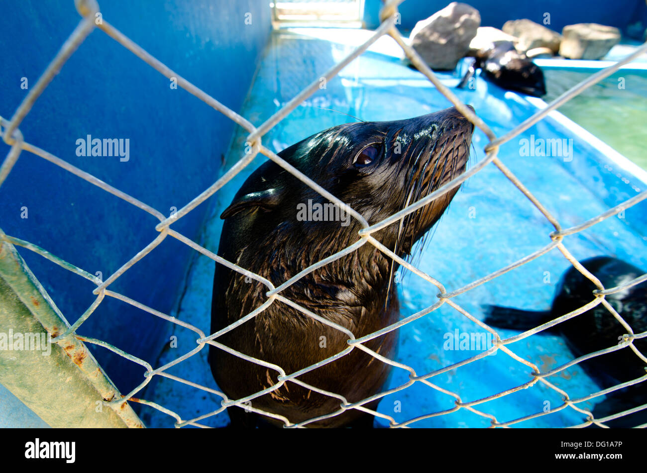 sea wolf at captivity in Marine show park Stock Photo