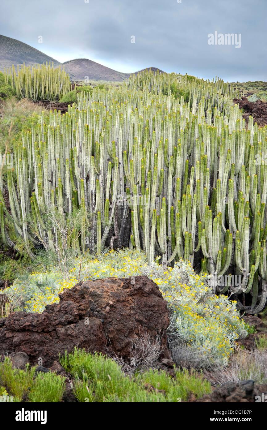Flora and landscape of the Canary Islands. Special Nature Reserve Güímar  badlands. Tenerife. Spain Stock Photo - Alamy