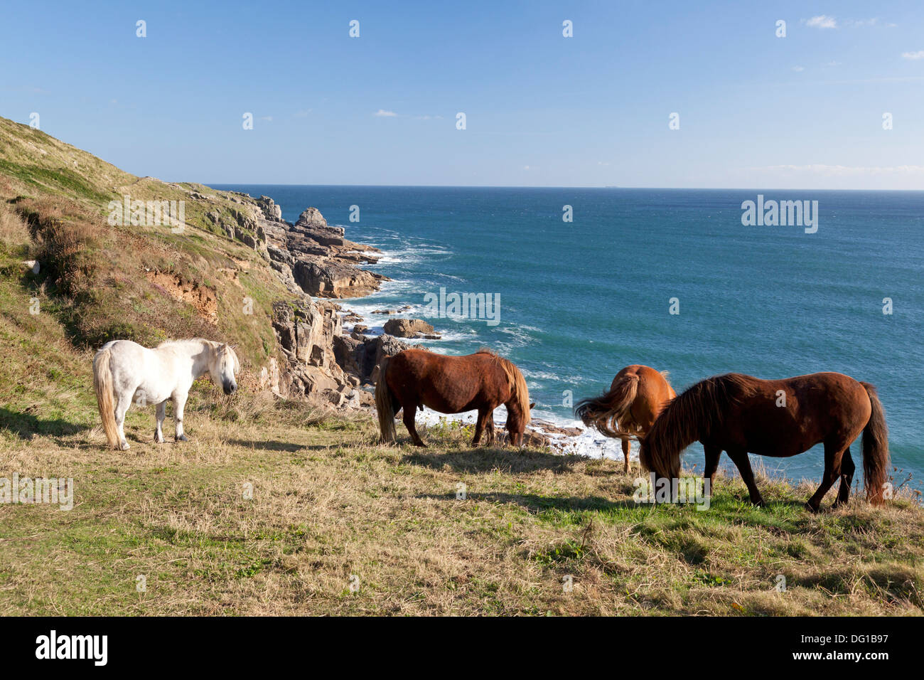 Ponies grazing on the cliffs at Rinsey Head, Cornwall Stock Photo