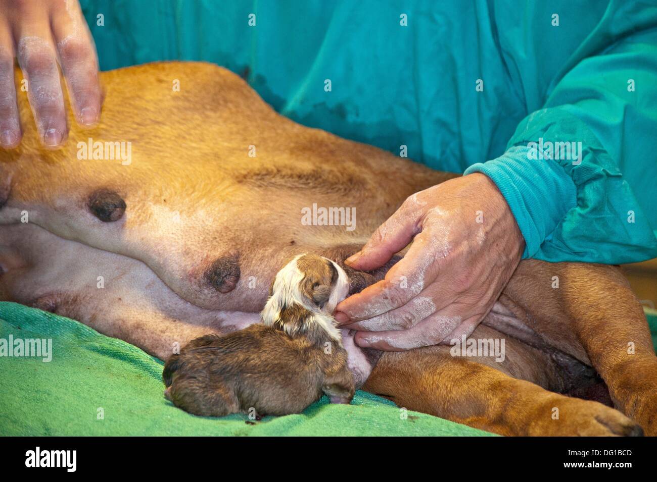 English Bulldog C Section High Resolution Stock Photography And Images Alamy