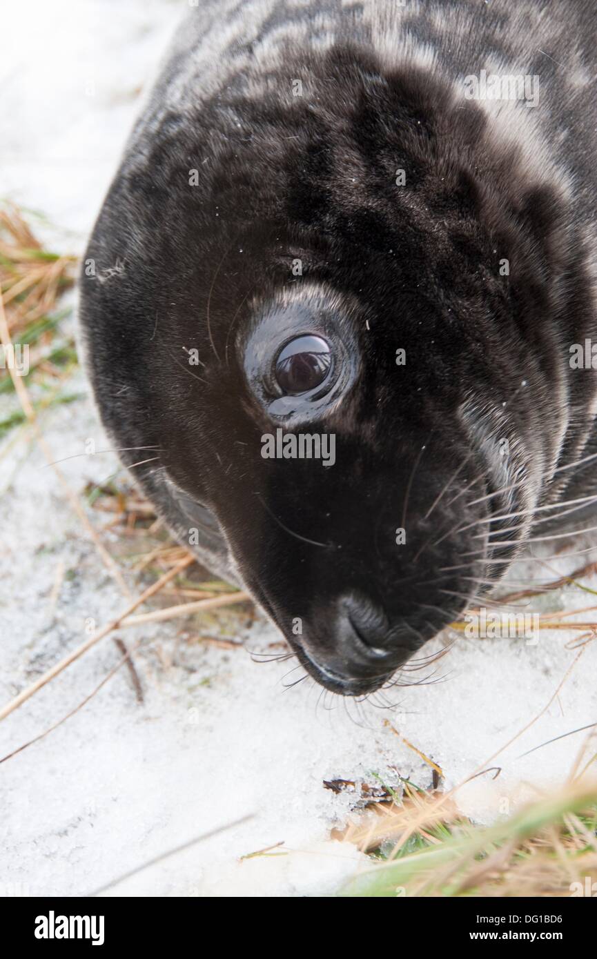 Breeding colony of Grey Seal. Halichoerus grypus. Donna Nook
