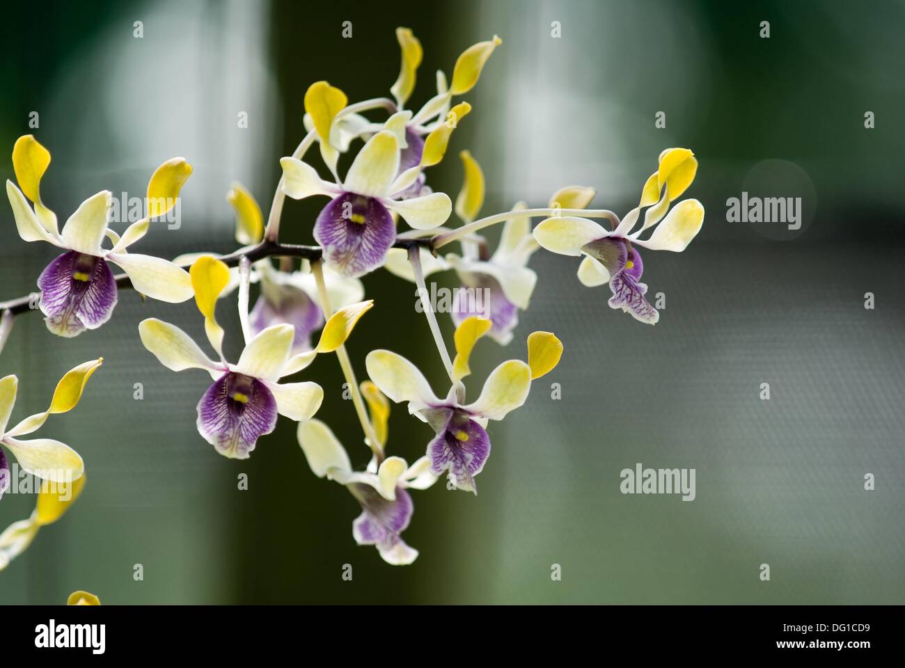 Orchid Garden Kuching Sarawak Malaysia Stock Photo Alamy