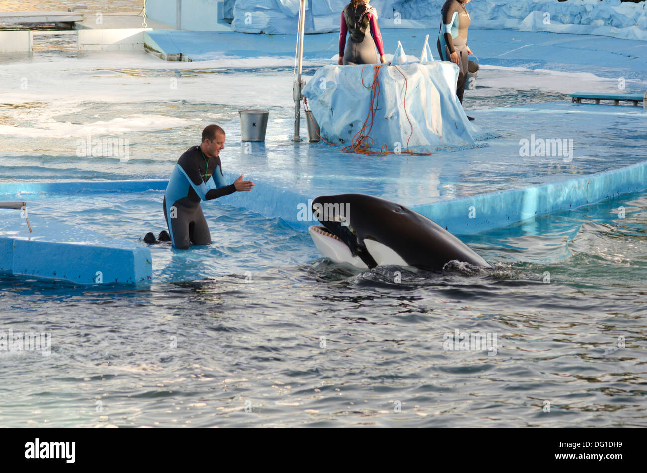 Killer whale show at Mundo Marino, San Clemente del Tuyu, Argentina. Thats the only Orca in captivity at Latin Amarica. Stock Photo