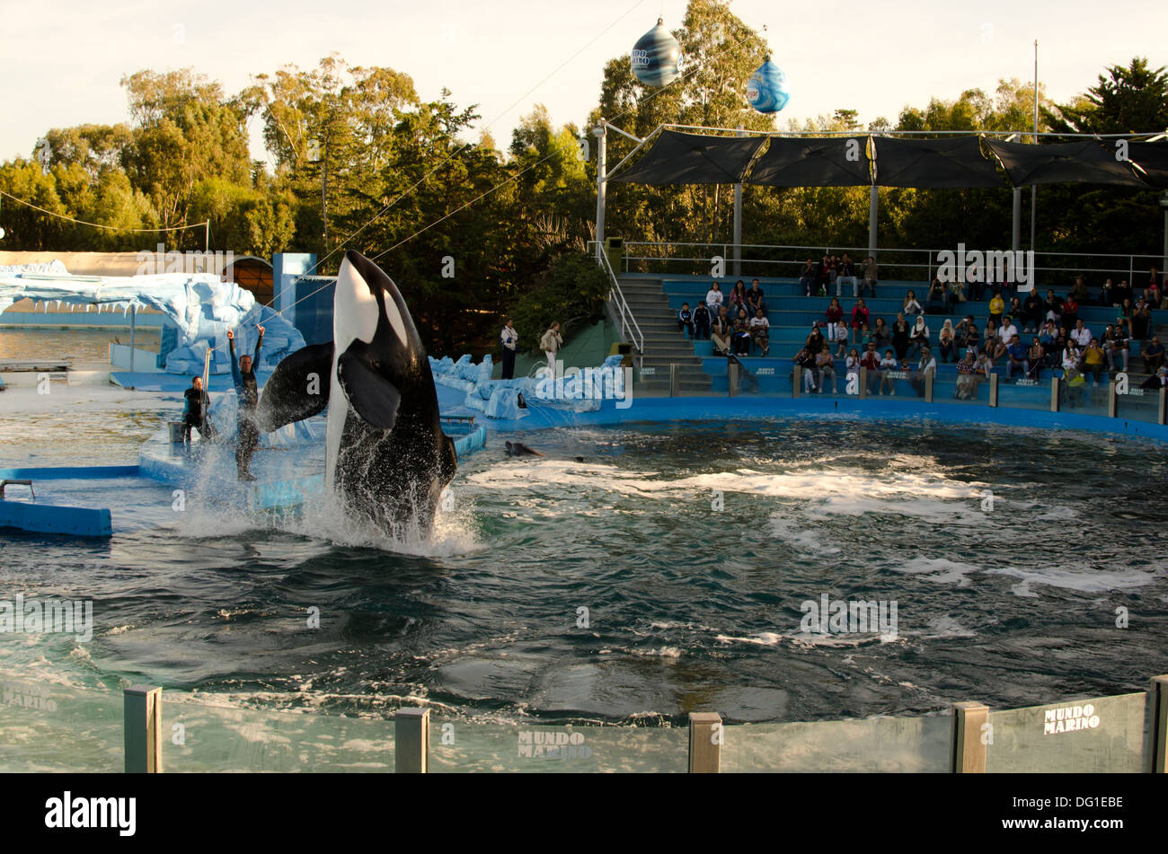 Killer whale show at Mundo Marino, San Clemente del Tuyu, Argentina ...