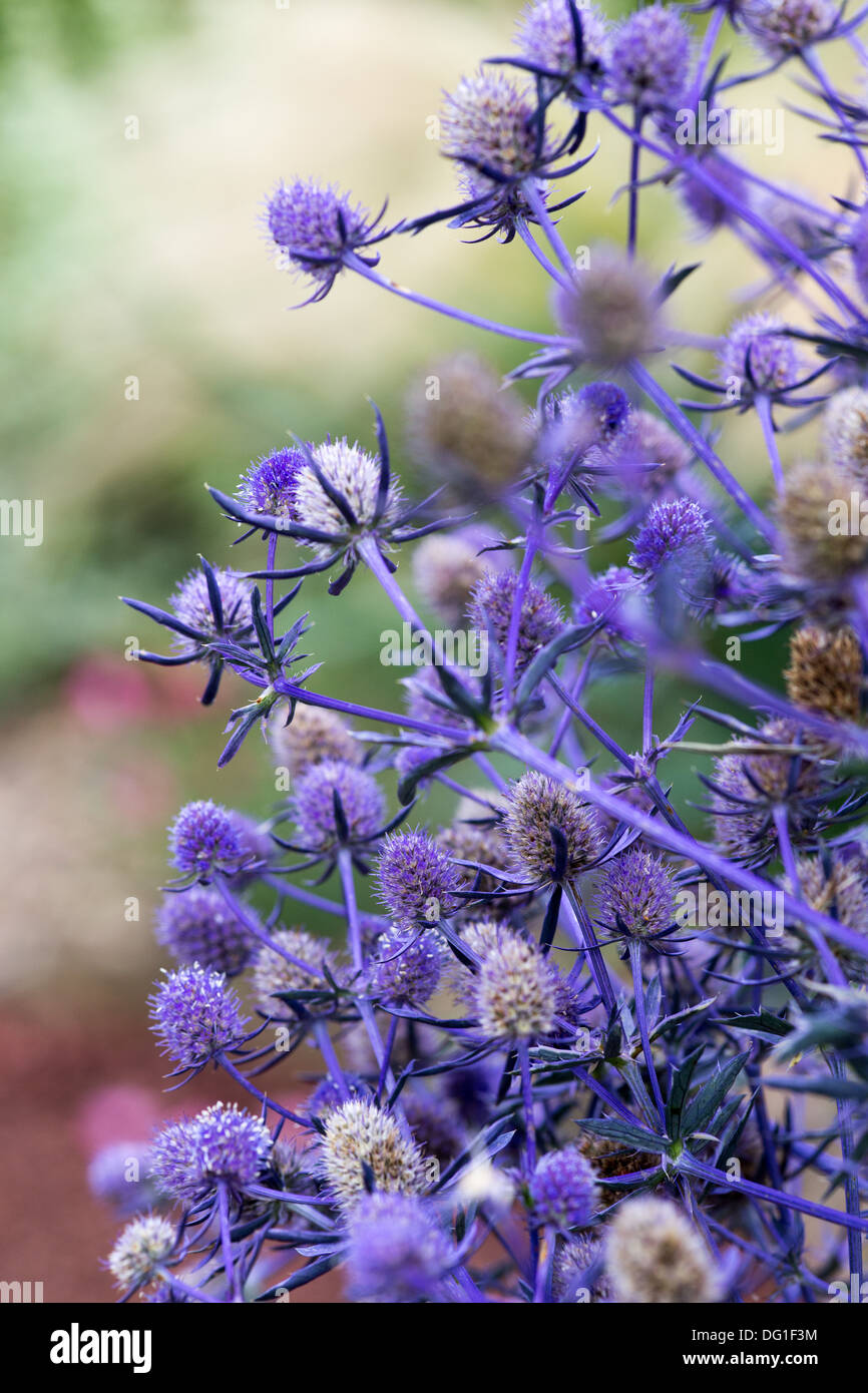 Eryngium Planum Jade Frost Stock Photo Alamy