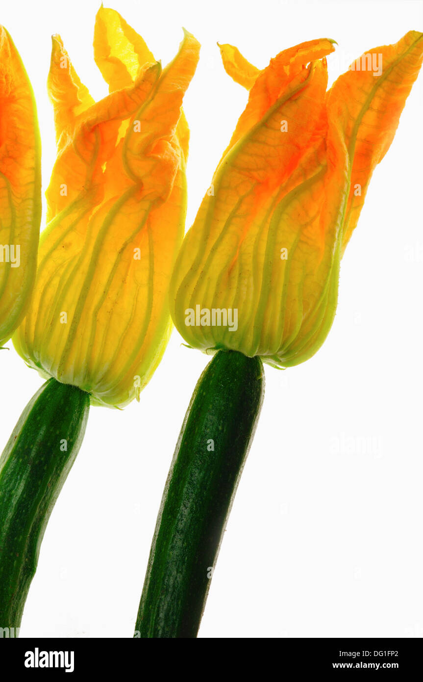 Zucchini flowers, Courgette blooms, Pumpkin flower Stock Photo Alamy