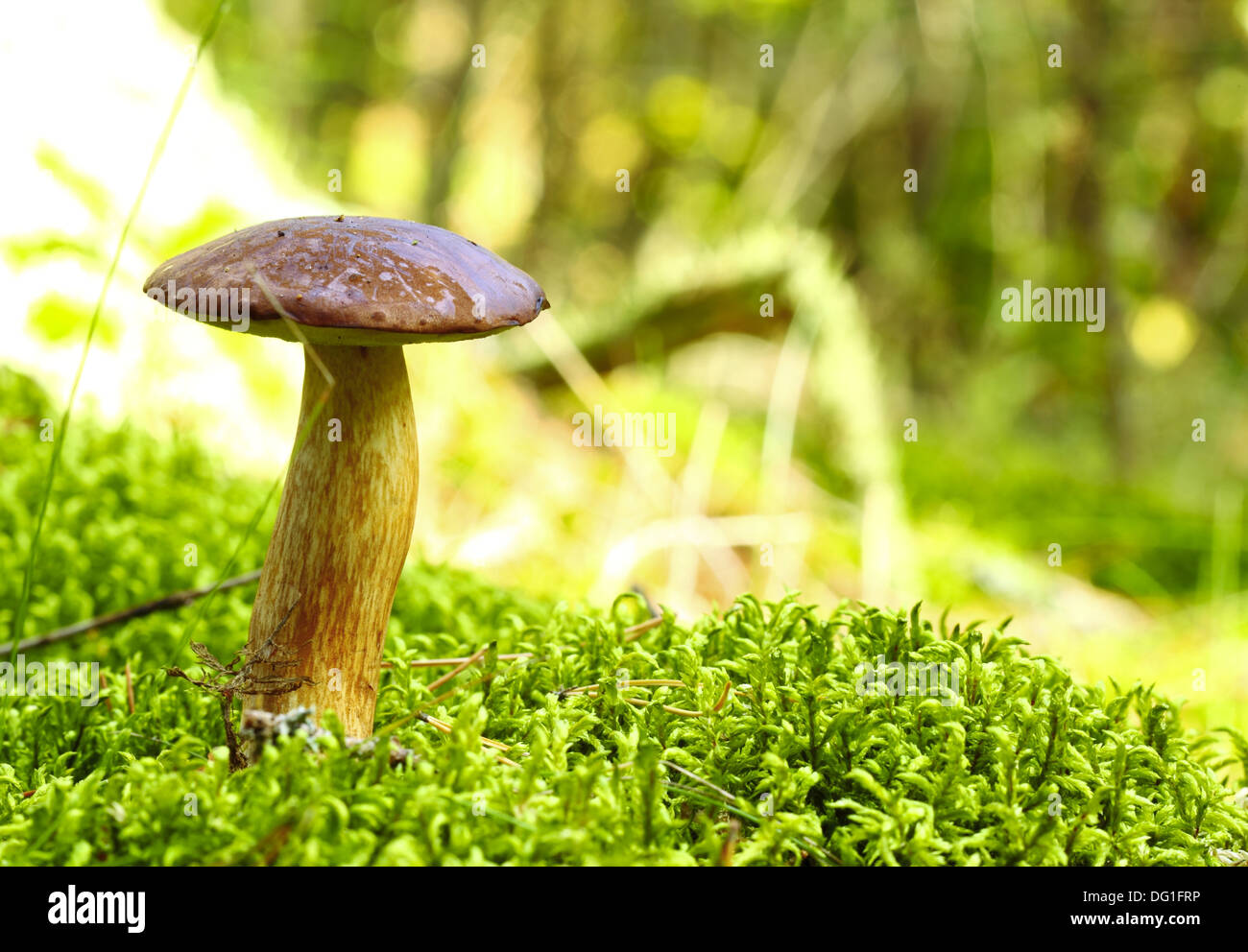 Forest mushrooms growing in a green moss. Edible Bay Bolete (Boletus