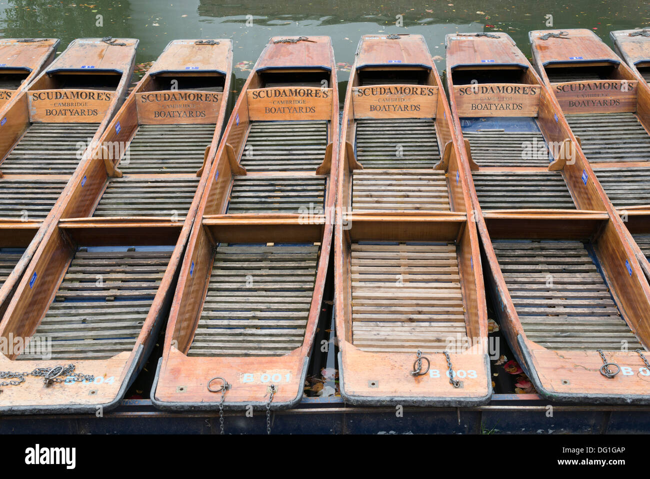 Punts moored at Scudamore's boatyards, Quayside Cambridge UK Stock Photo