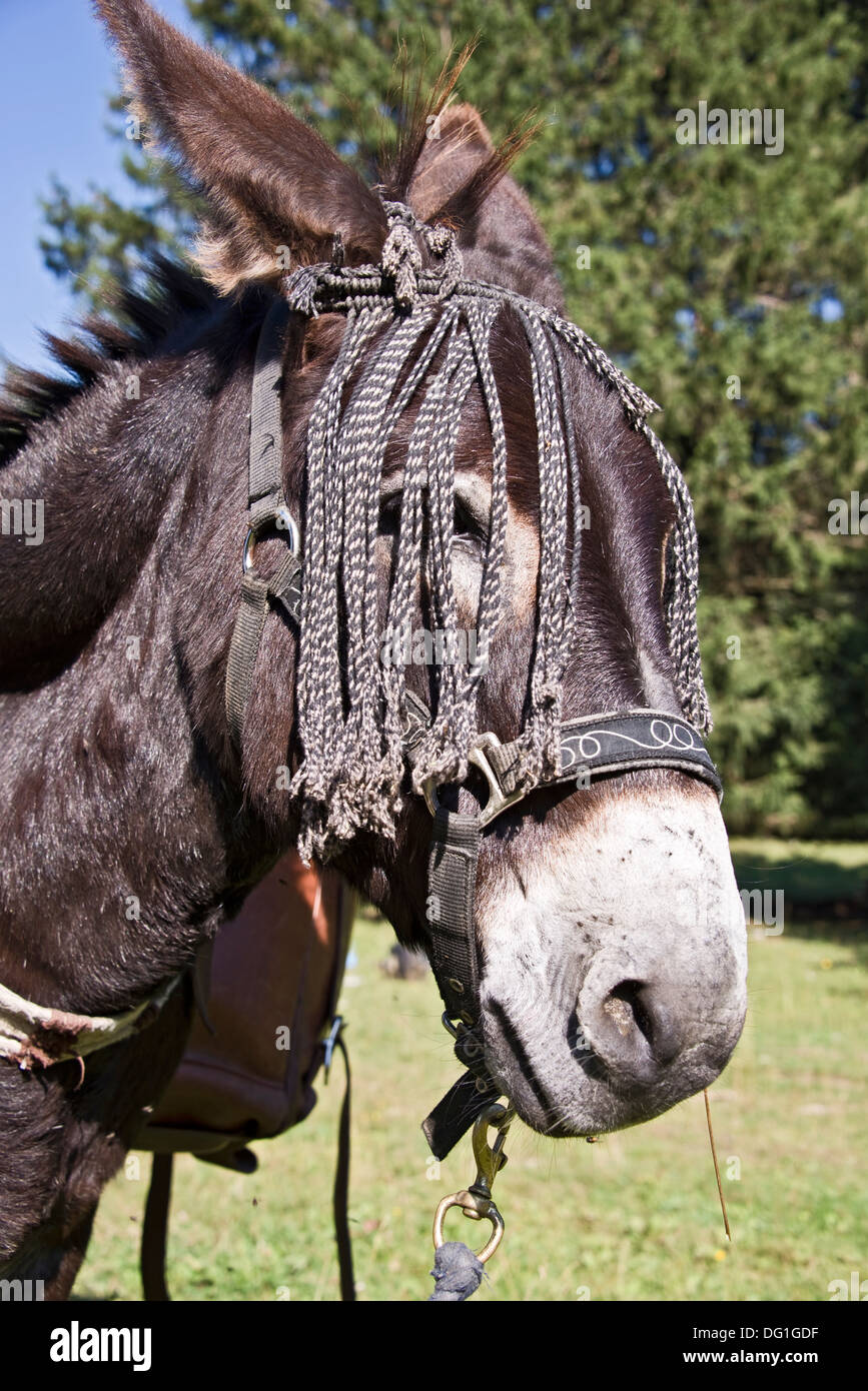 Portrait of a donkey Stock Photo