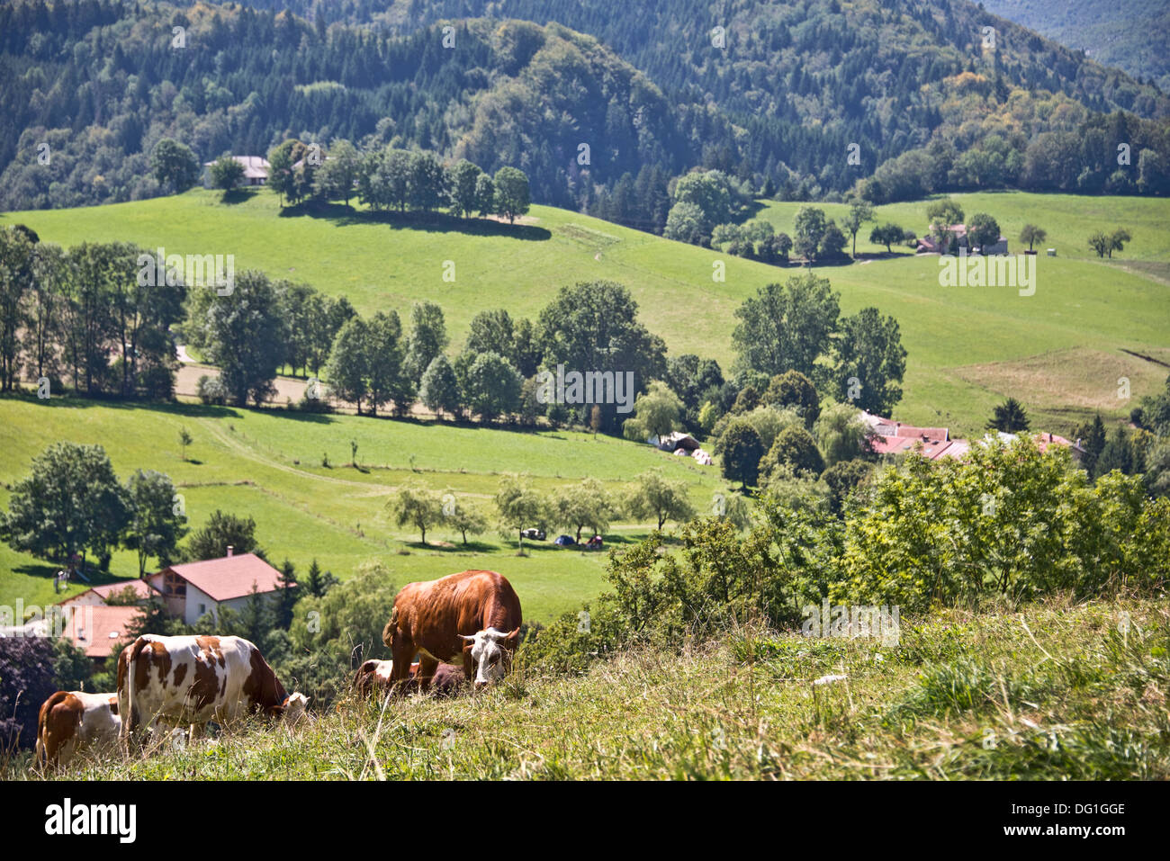 Cows in the Vercors Regional Natural Park - Rhône-Alpes, France Stock Photo