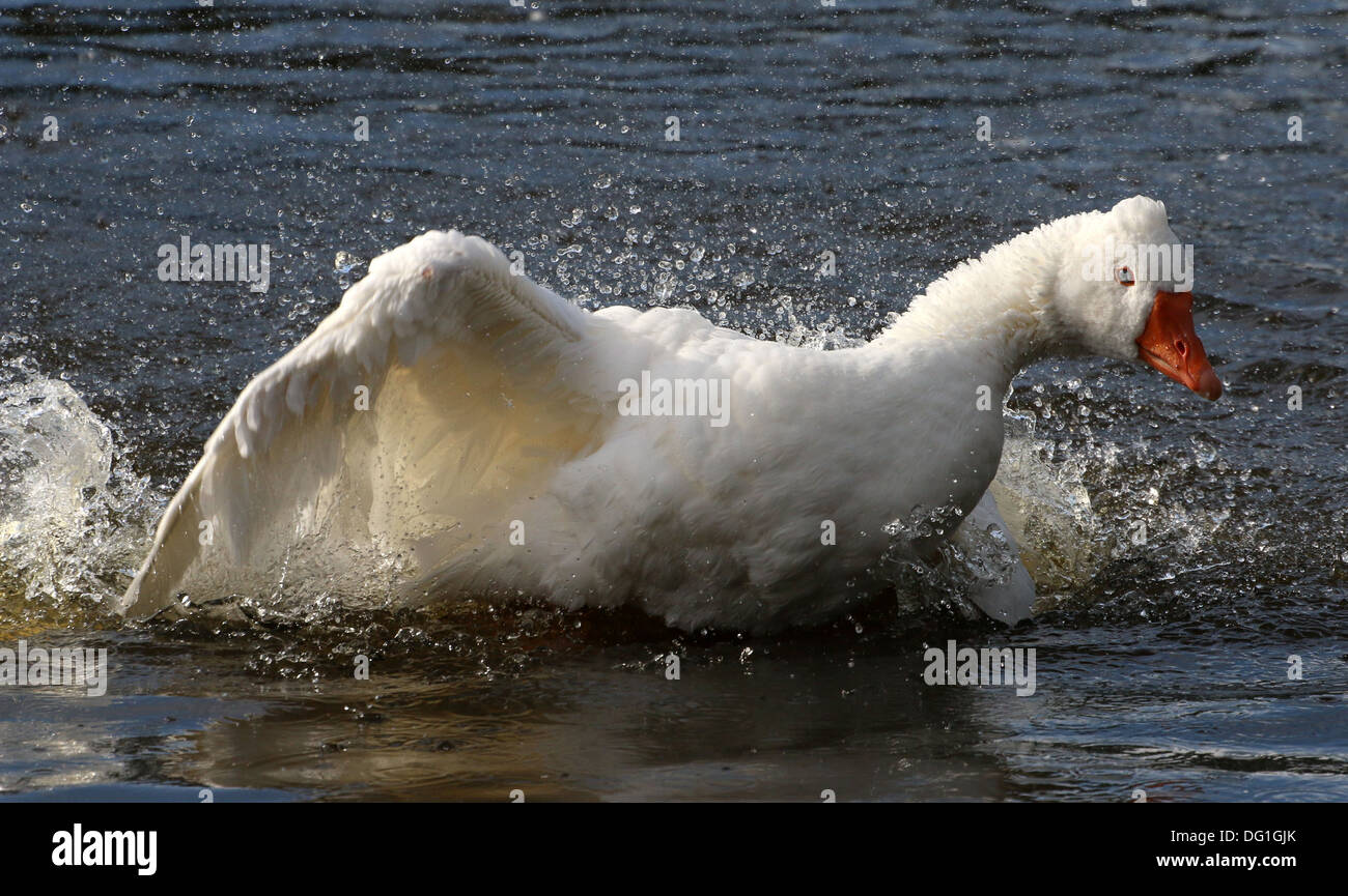 Domestic goose ( Anser anser domesticus) bathing and flapping session (18 images in series) Stock Photo