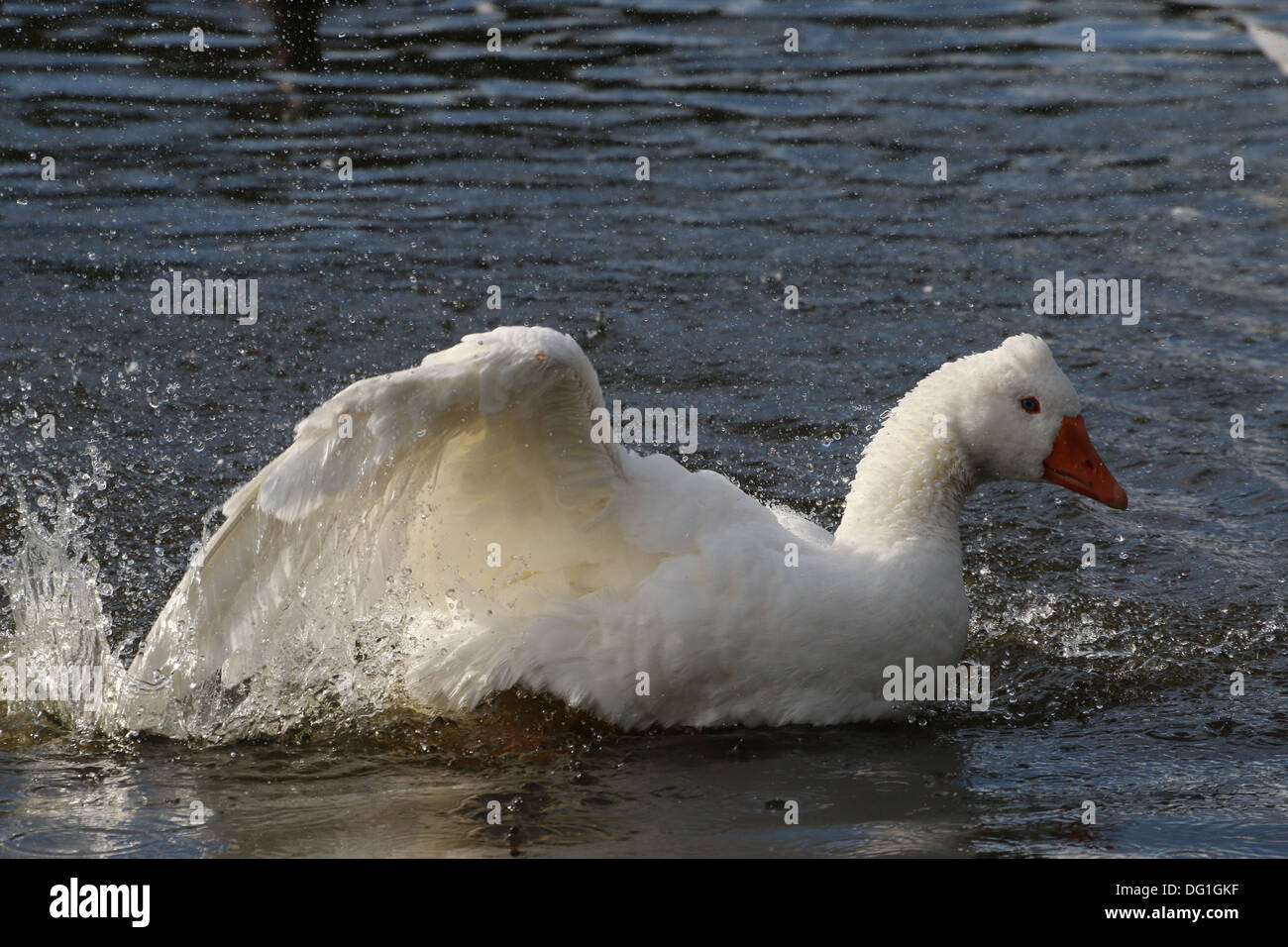 Domestic goose ( Anser anser domesticus) bathing and flapping session (18 images in series) Stock Photo