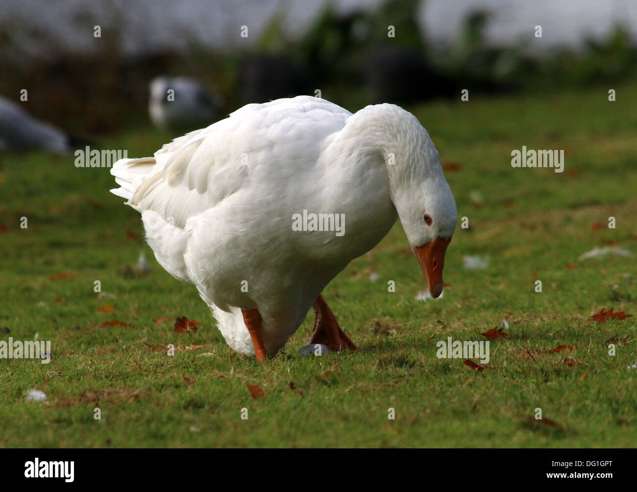 Domestic goose ( Anser anser domesticus) foraging Stock Photo