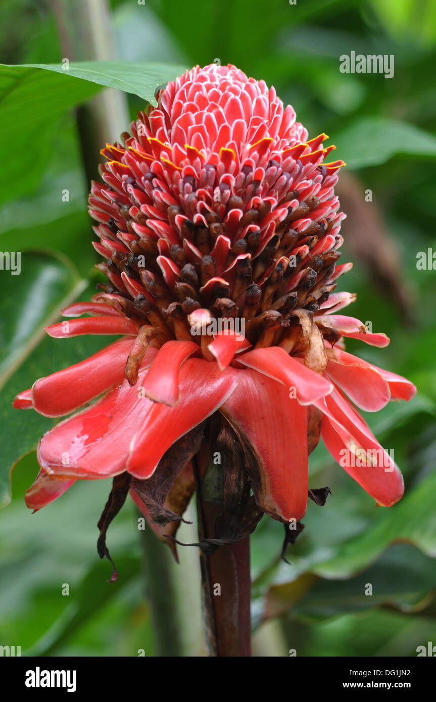 Amazon jungle flower hires stock photography and images Alamy