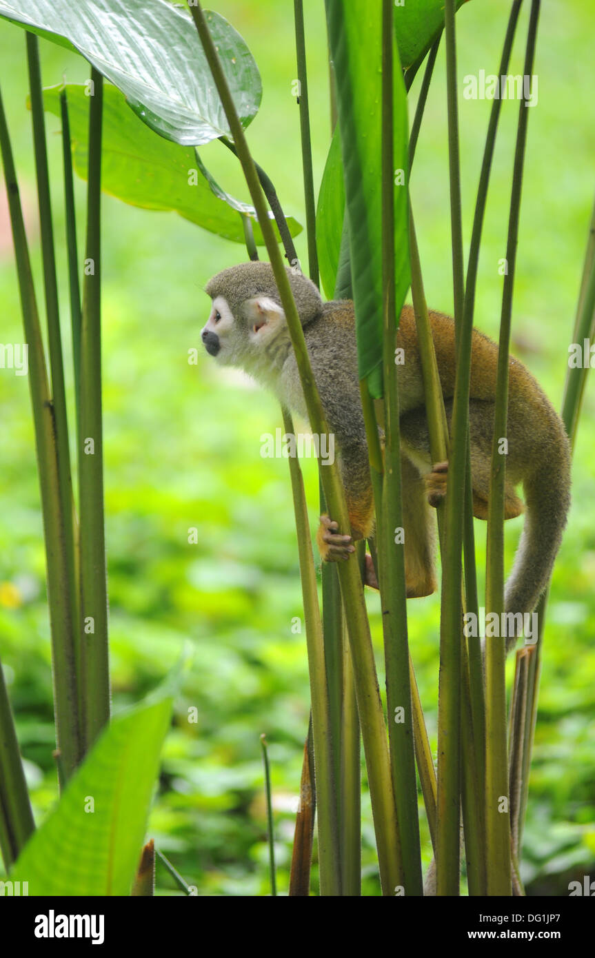 Squirrel Monkey in amazon rainforest Stock Photo Alamy