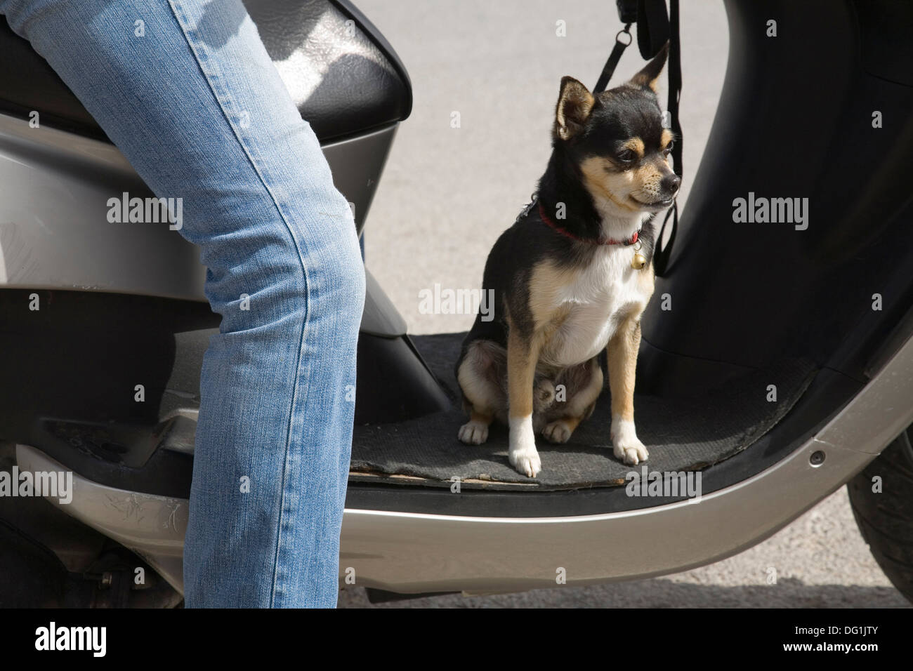 Island dog hires stock photography and images Alamy