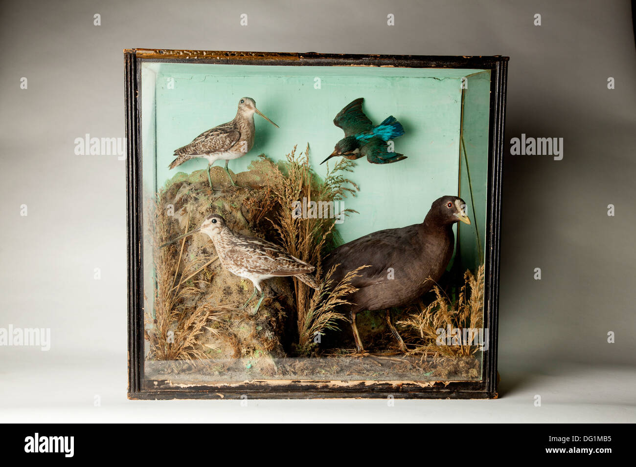 Victorian stuffed birds in glass display case. Stock Photo