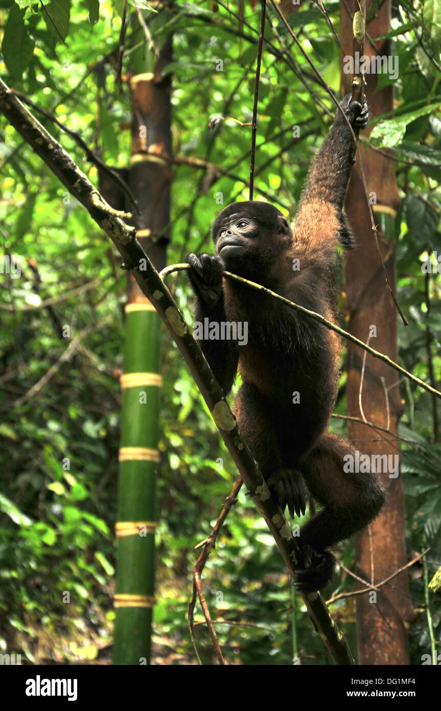 Wooly Monkey in the Amazonia of Ecuador sitting on the riverbank Stock Photo