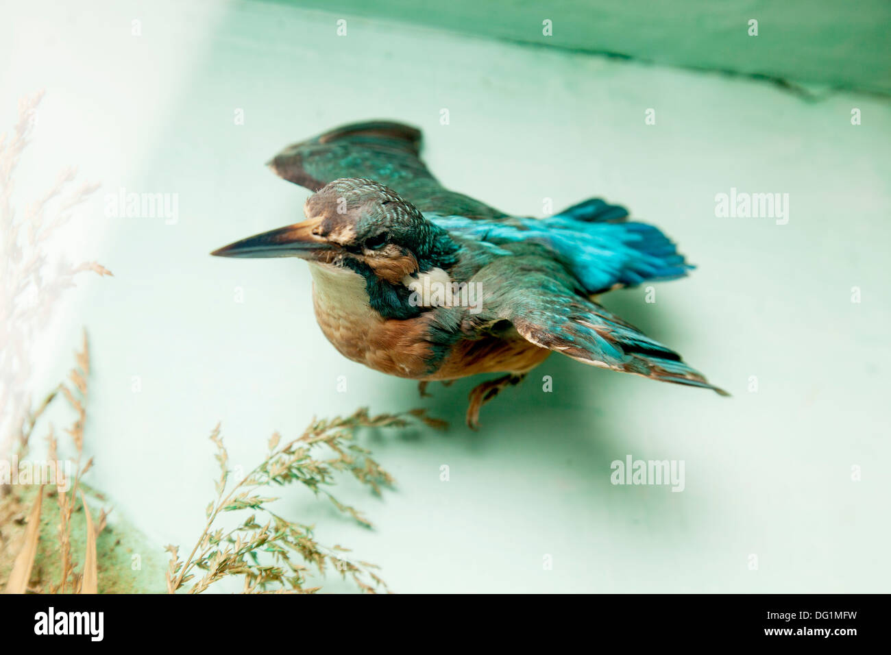 Stuffed kingfisher hi res stock photography and images Alamy
