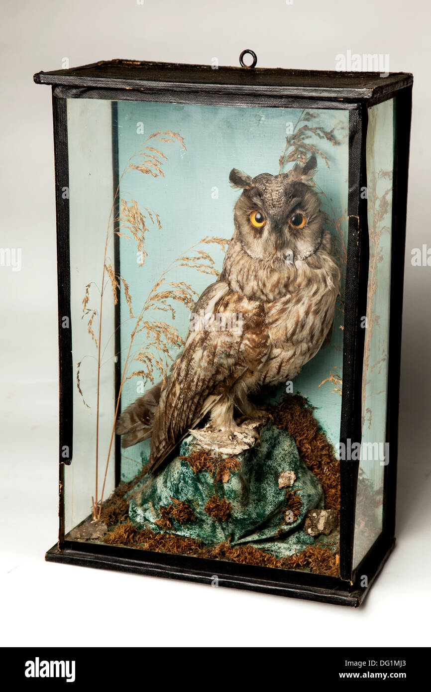 Victorian stuffed Long Eared Owl in glass display case. Stock Photo