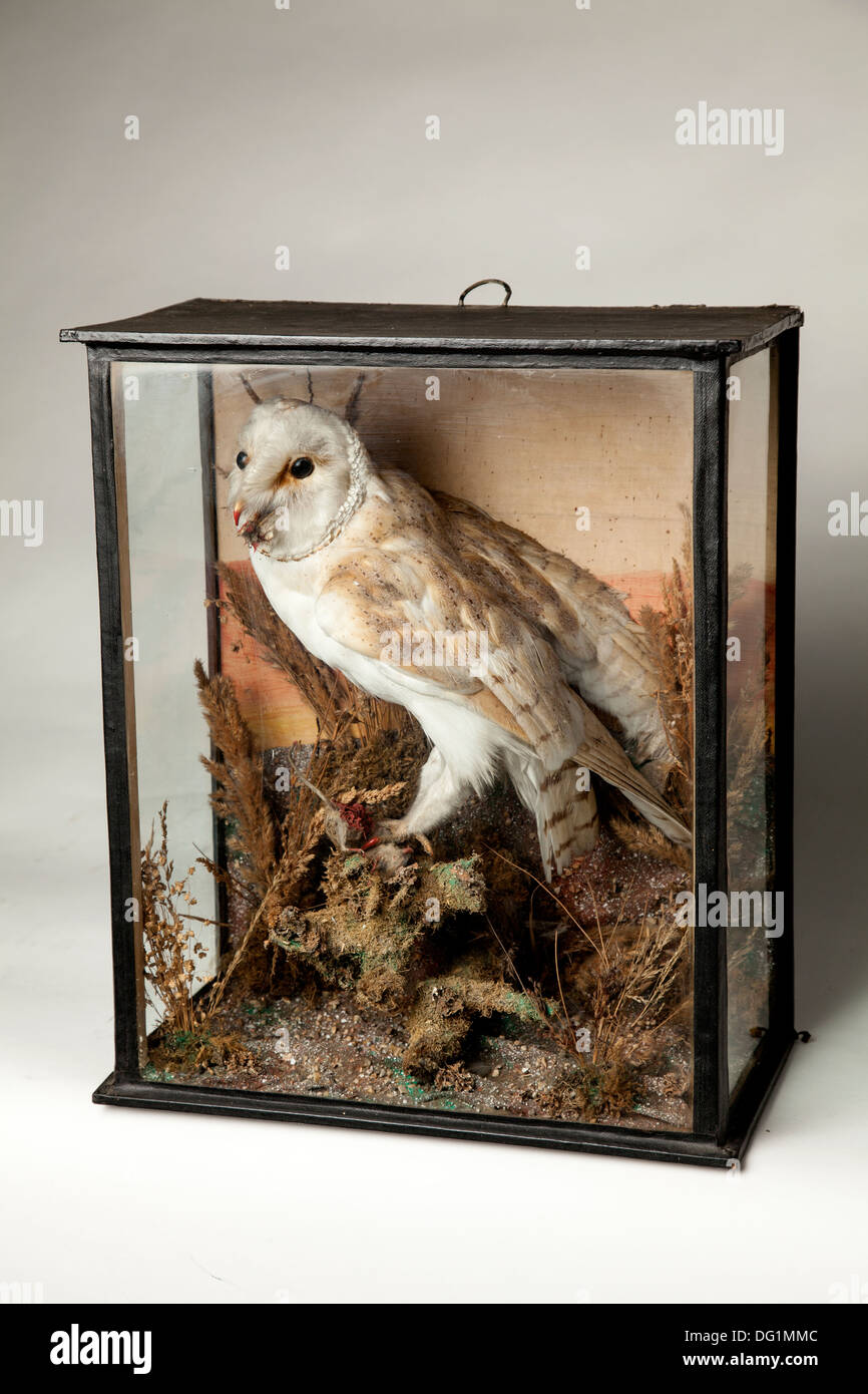 Victorian stuffed Barn Owl with blooded mouse in glass display case. Stock Photo