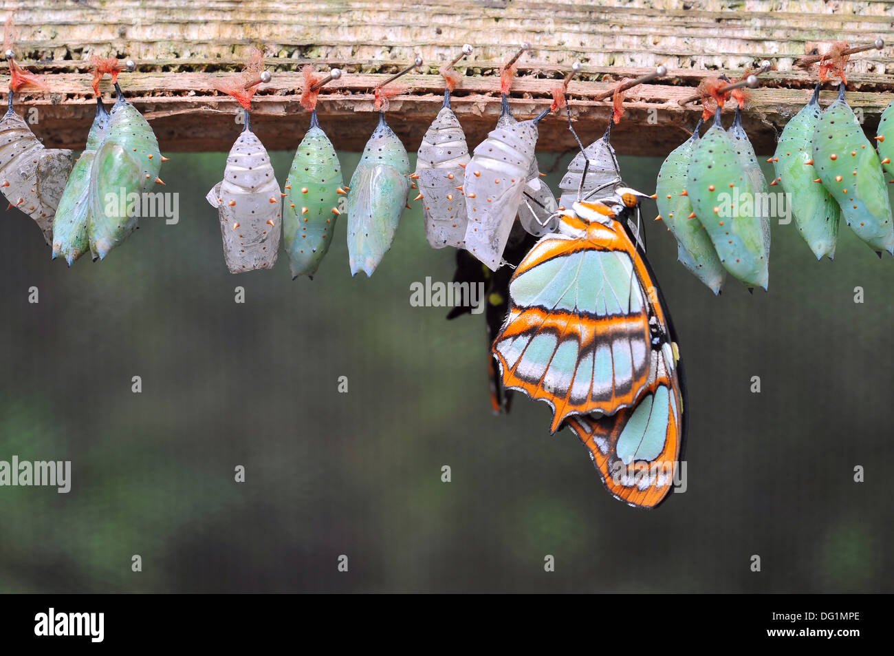 Butterfly cocoon hires stock photography and images Alamy