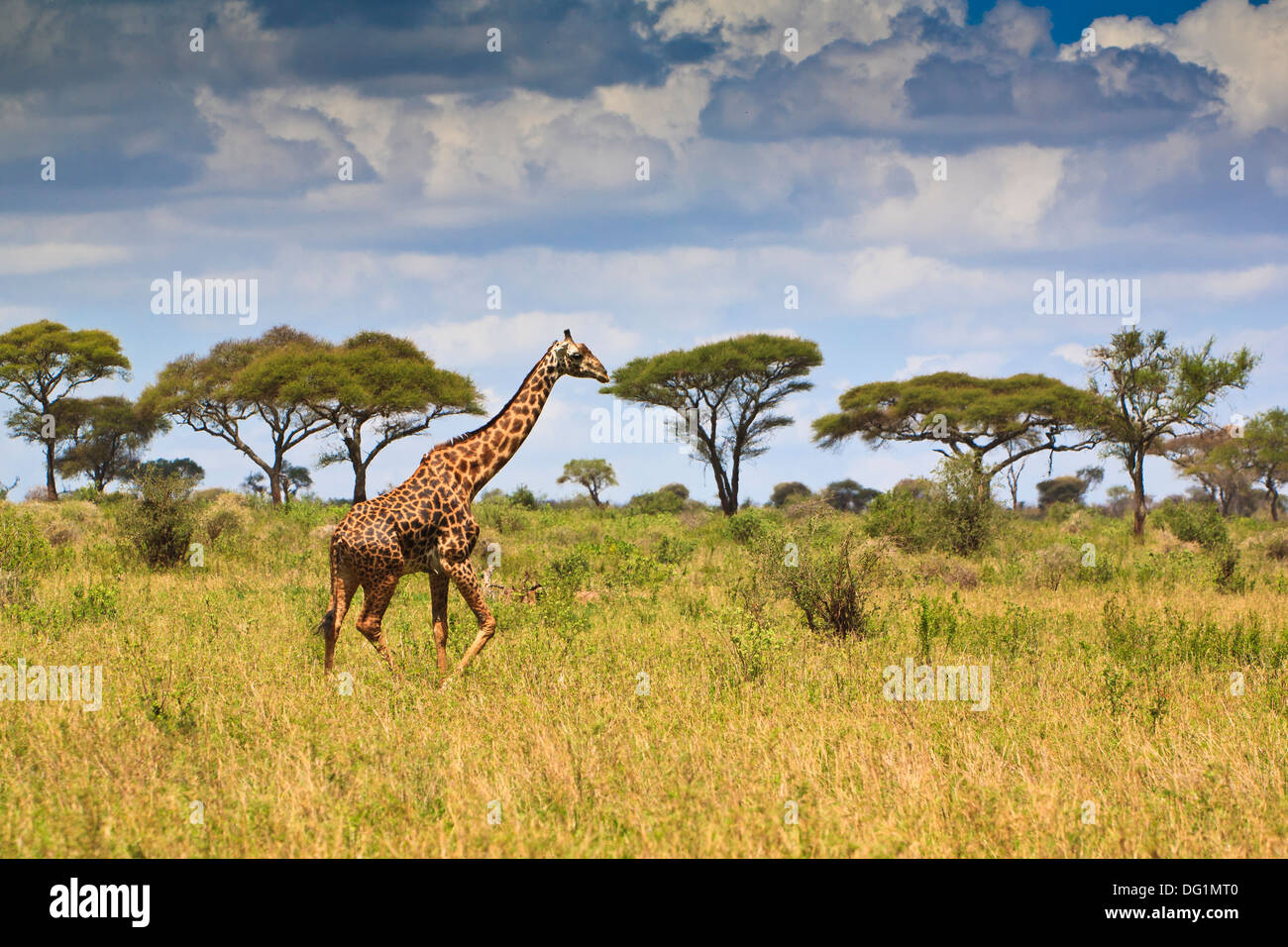 A single giraffe (Giraffa camelopardalis) walking through the scenic landscape of the Tarangire National Park, Tanzania, Africa Stock Photo