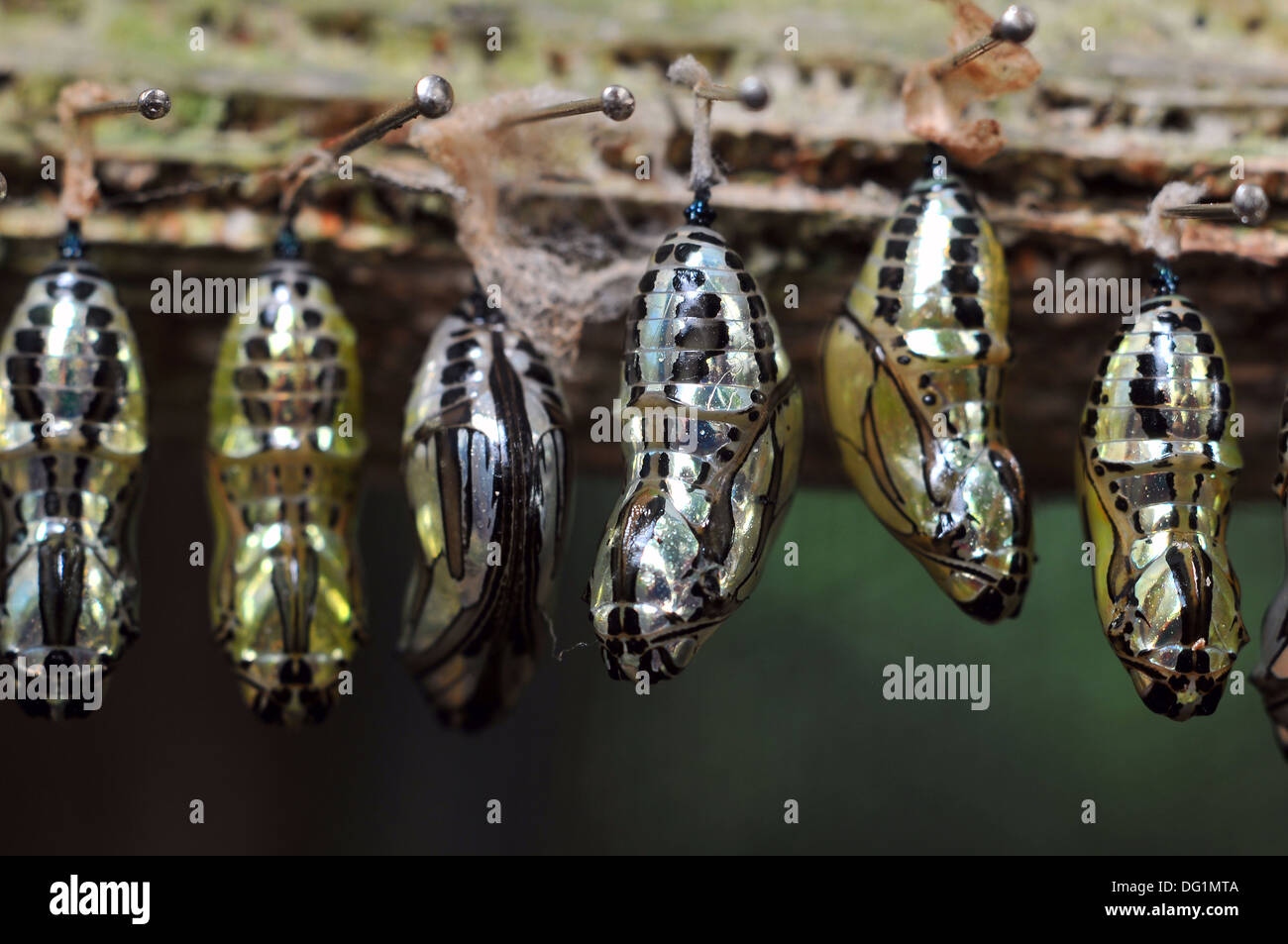 Rows of butterfly cocoons and newly hatched butterfly Stock Photo Alamy
