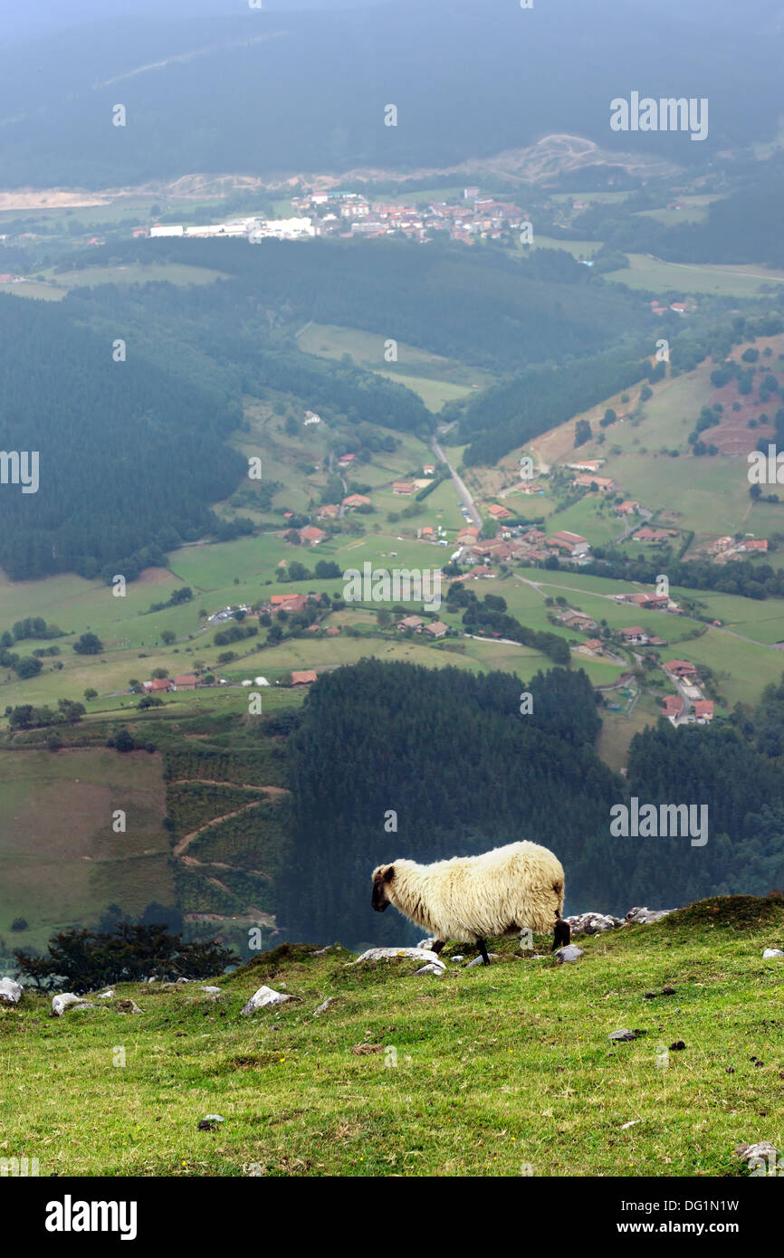 sheep on cliff of the mountain. Basque Country Stock Photo