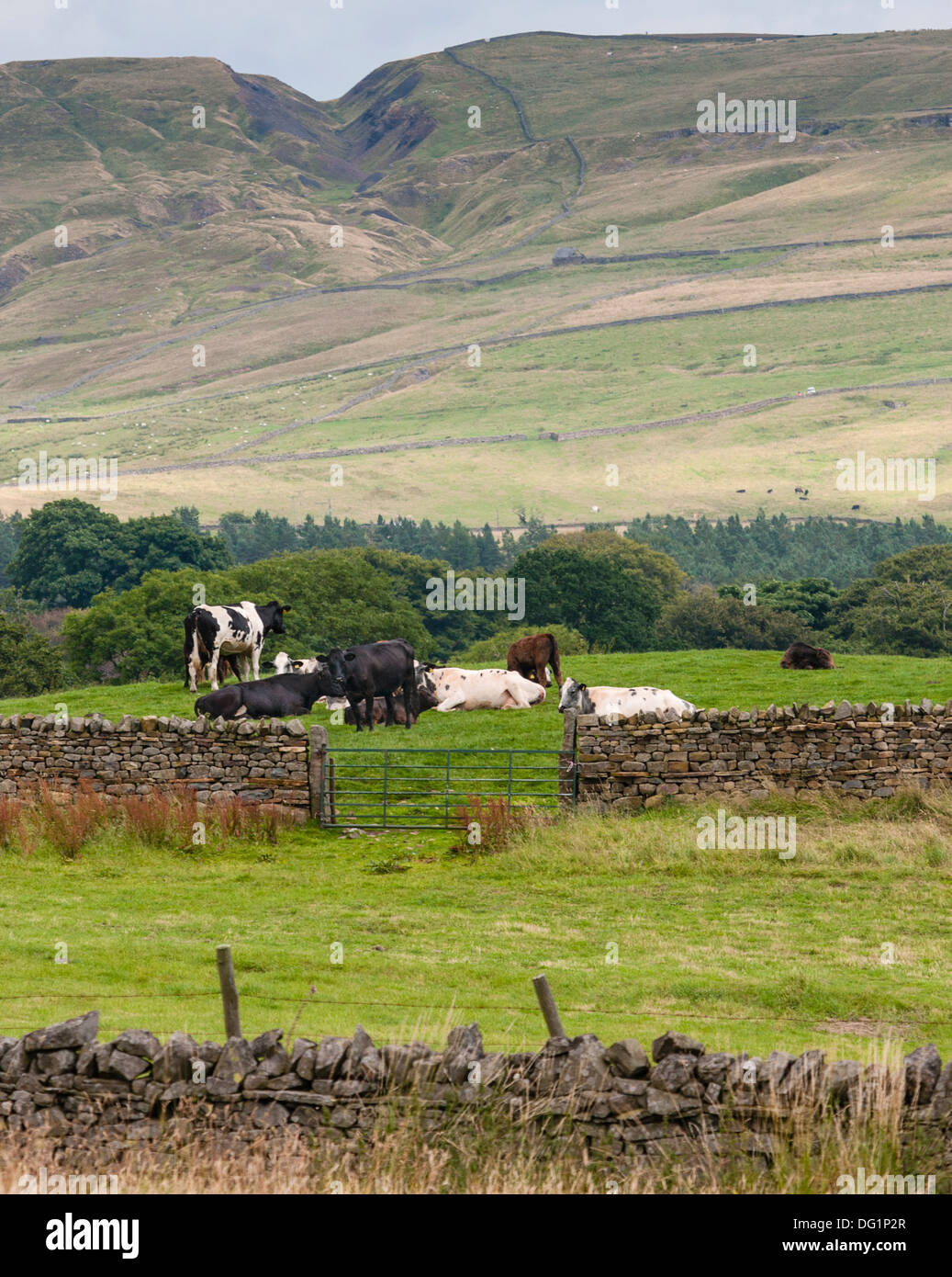 Cattle in country pasture, with drystone walls in foreground and hills in background. Stock Photo