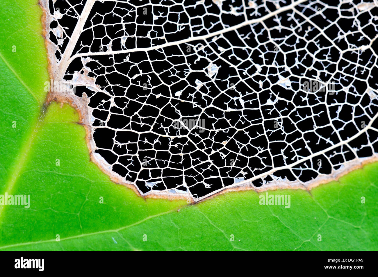 Delicate veins of a half decayed leaf. Stock Photo