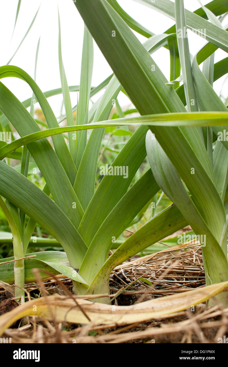 The leaves of a nearly mature leek grow in a ladder-like pattern in a vegetable garden inn Massachusetts. Stock Photo